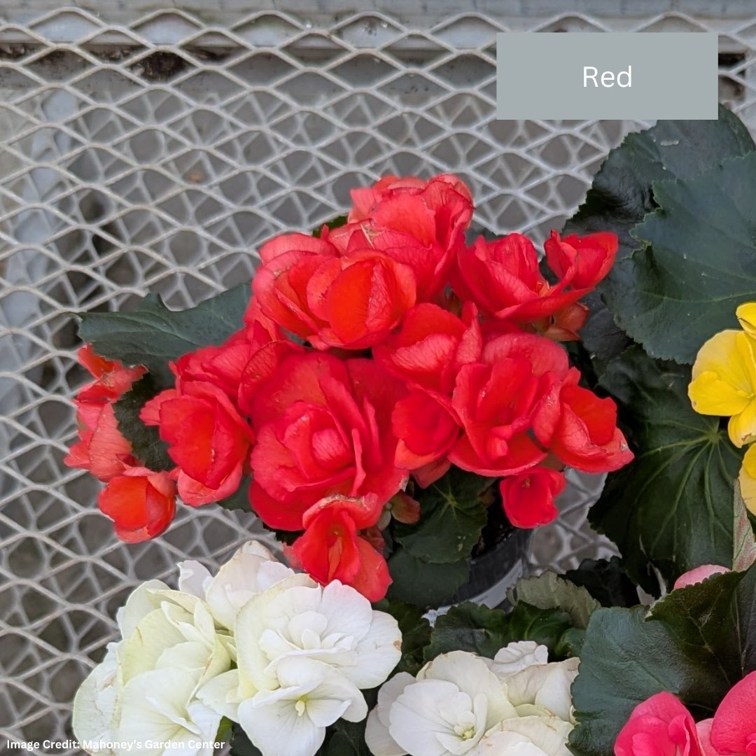 Begonia Rieger – 4″ / 4.5″